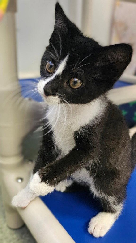 Mochi, a Adoptable Domestic Short Hair in Lovingston, VA image 3/3