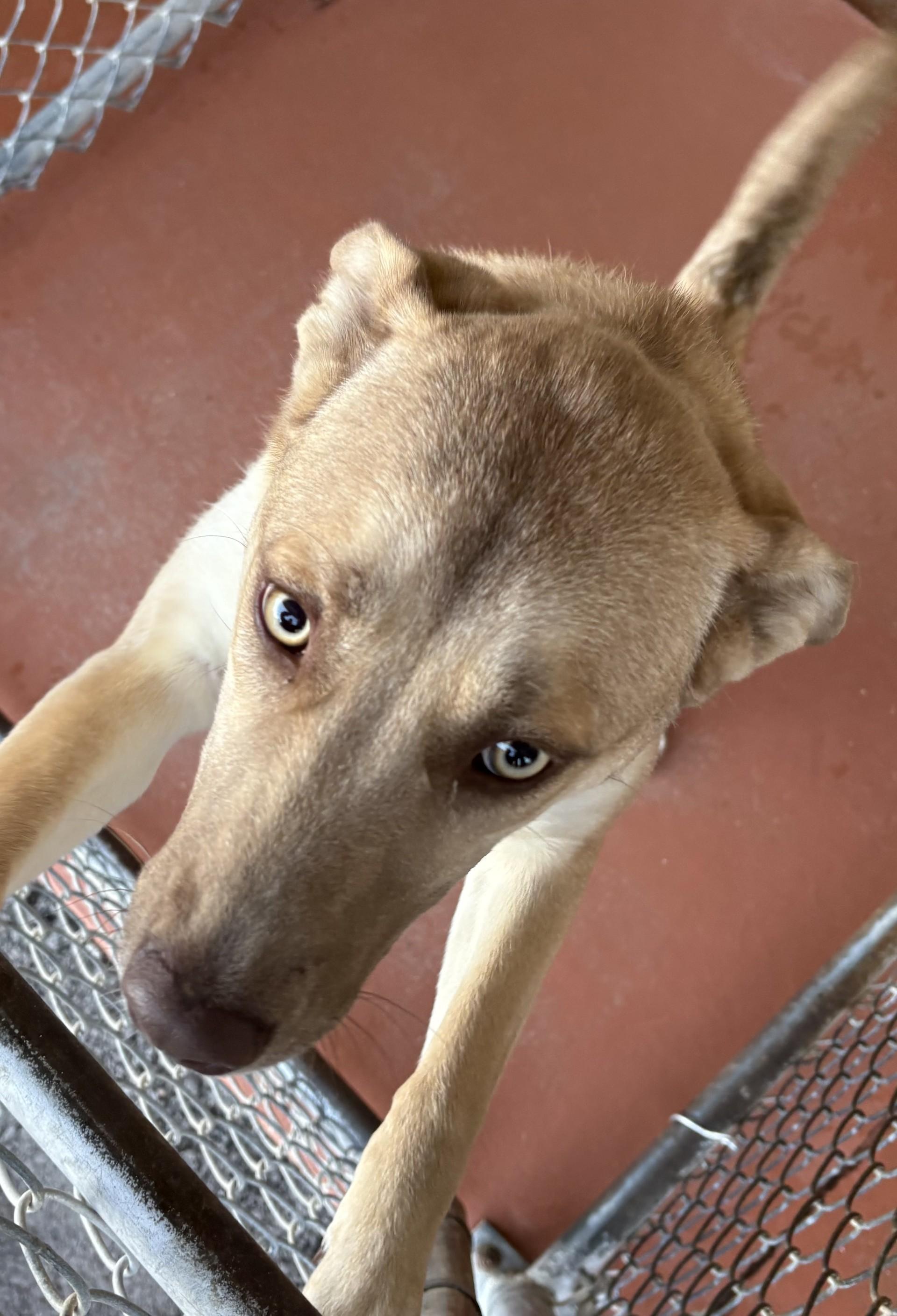 MAGGIE, ADOPTABLE, Young Female Mixed Breed.