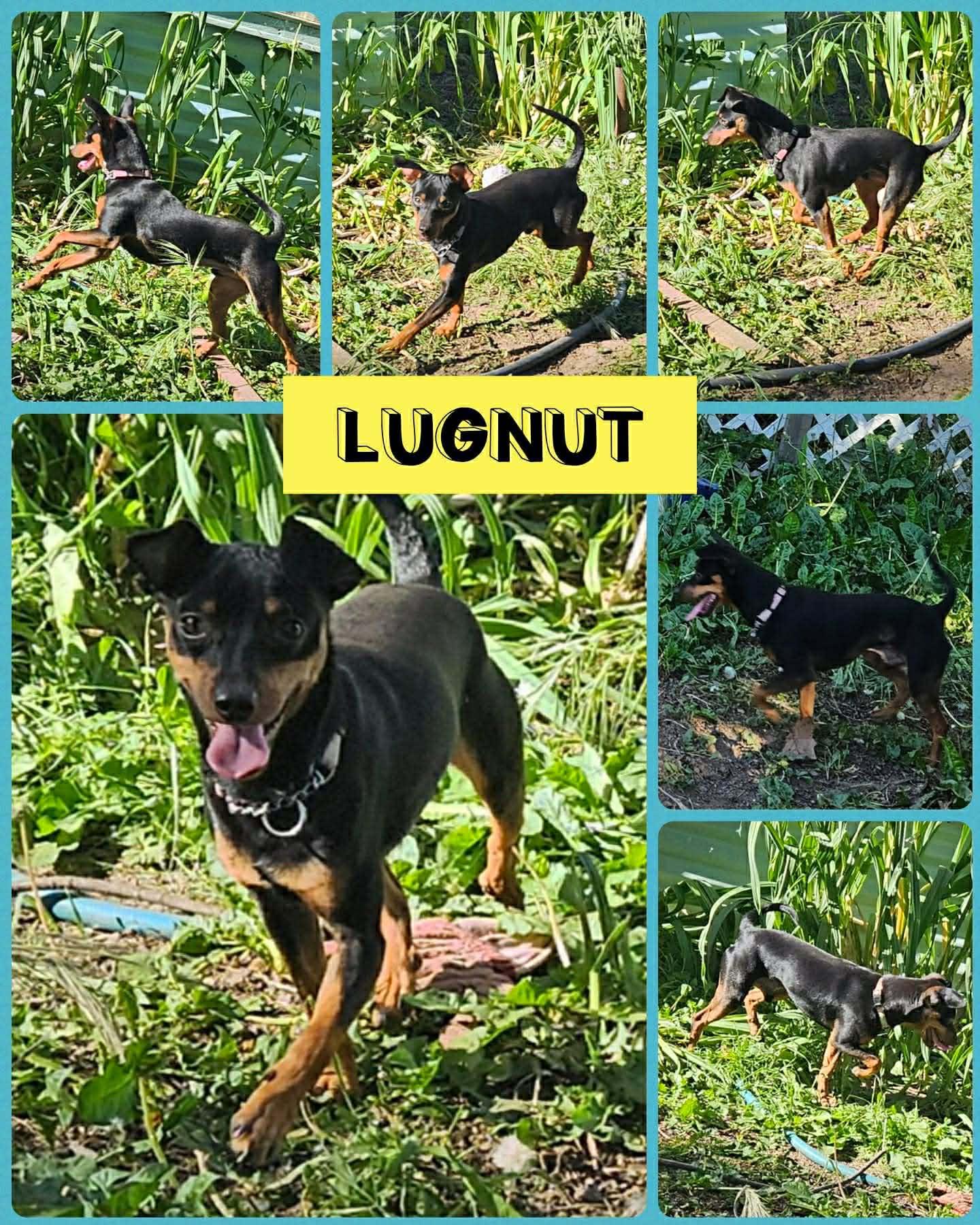 Lugnut, ADOPTABLE, Young Male Miniature Pinscher.