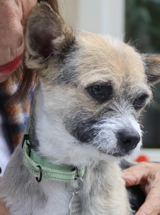 Enlarge Logan, a Adoptable mixed breed in POTOMAC, MD image 5/6