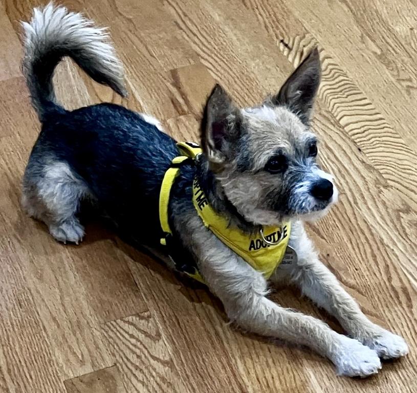 Enlarge Logan, a Adoptable mixed breed in POTOMAC, MD image 1/6