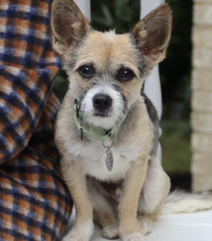Enlarge Logan, a Adoptable mixed breed in POTOMAC, MD image 6/6