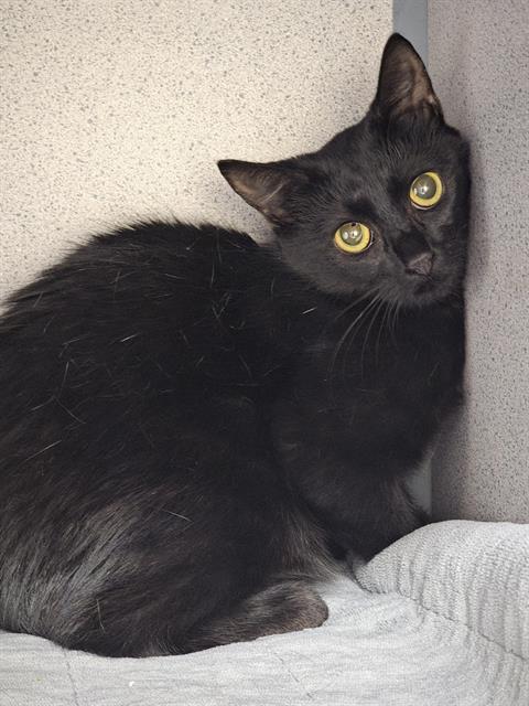 SAPPHIRE, Adoptable, Young Female Domestic Short Hair.