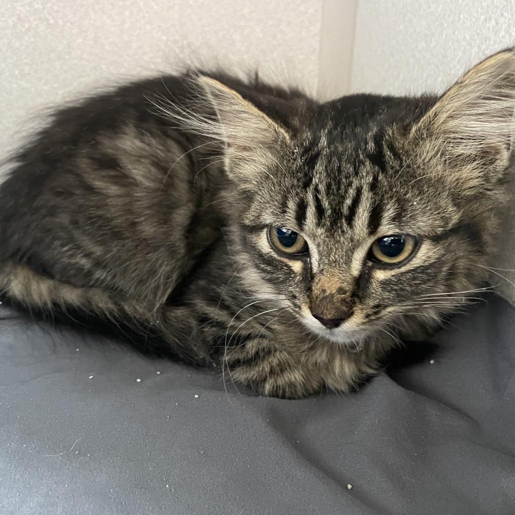 Persephone, Adoptable, Young Female Domestic Medium Hair.