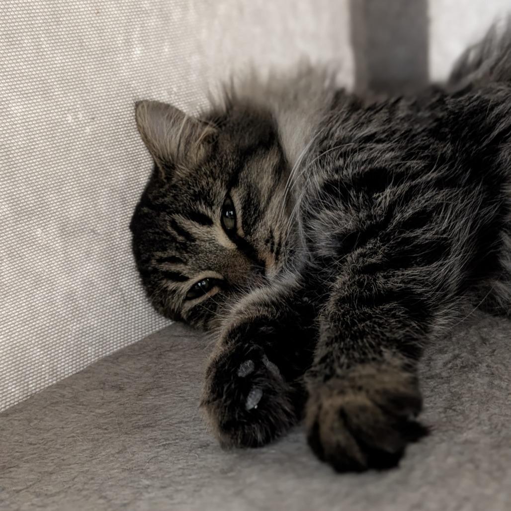 Enlarge Persephone, a Adoptable Domestic Medium Hair in Buffalo, WY image 2/2