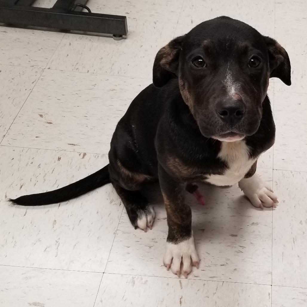 Enlarge TXAC-Stray-19530, a Adoptable mixed breed in Portland, TX image 1/2