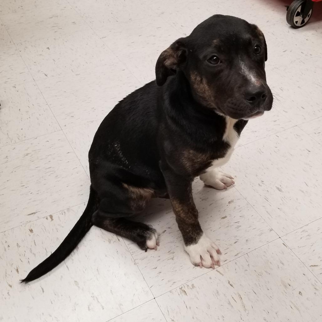 Enlarge TXAC-Stray-19530, a Adoptable mixed breed in Portland, TX image 2/2