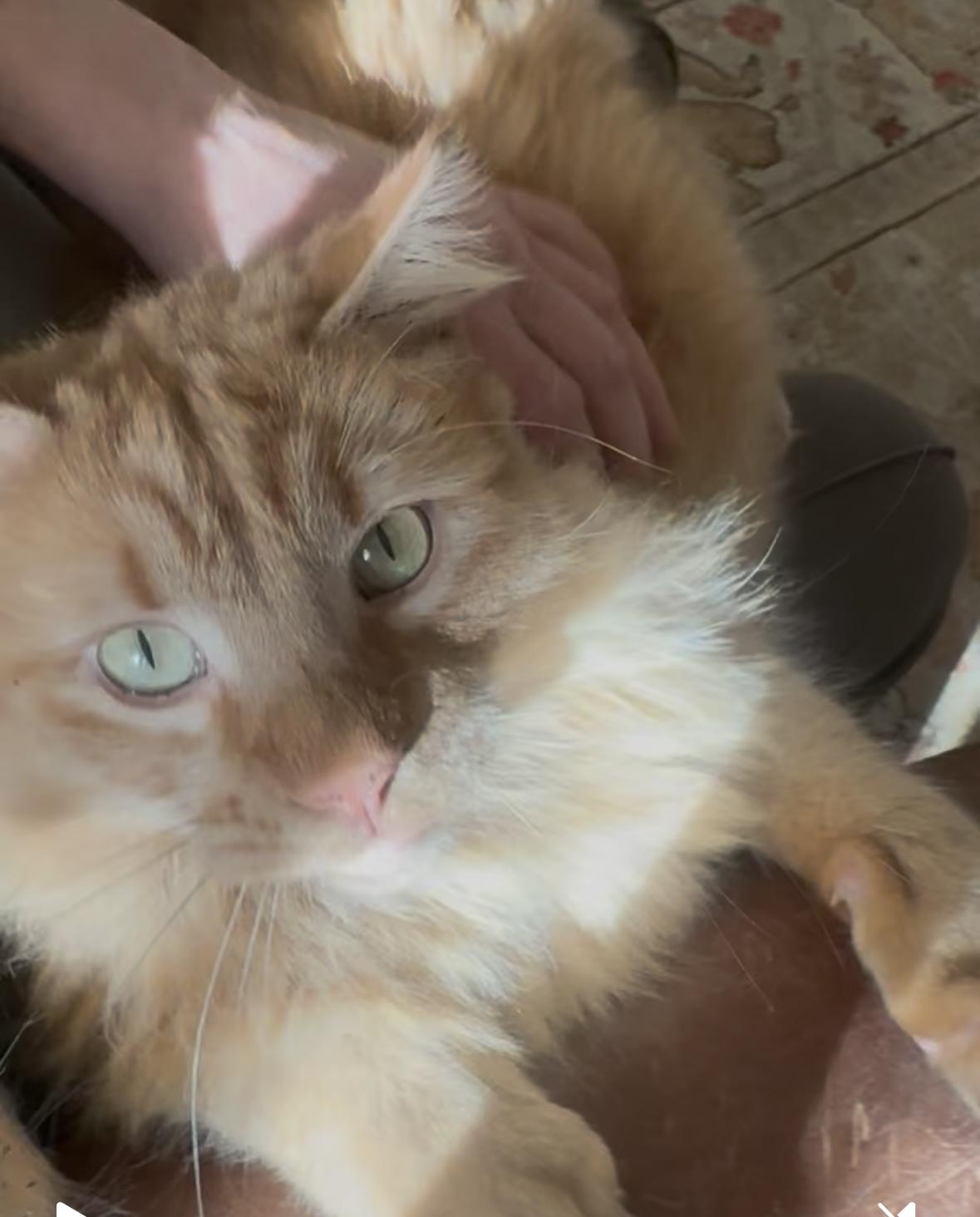 Nacho, Adult Male Domestic Long Hair