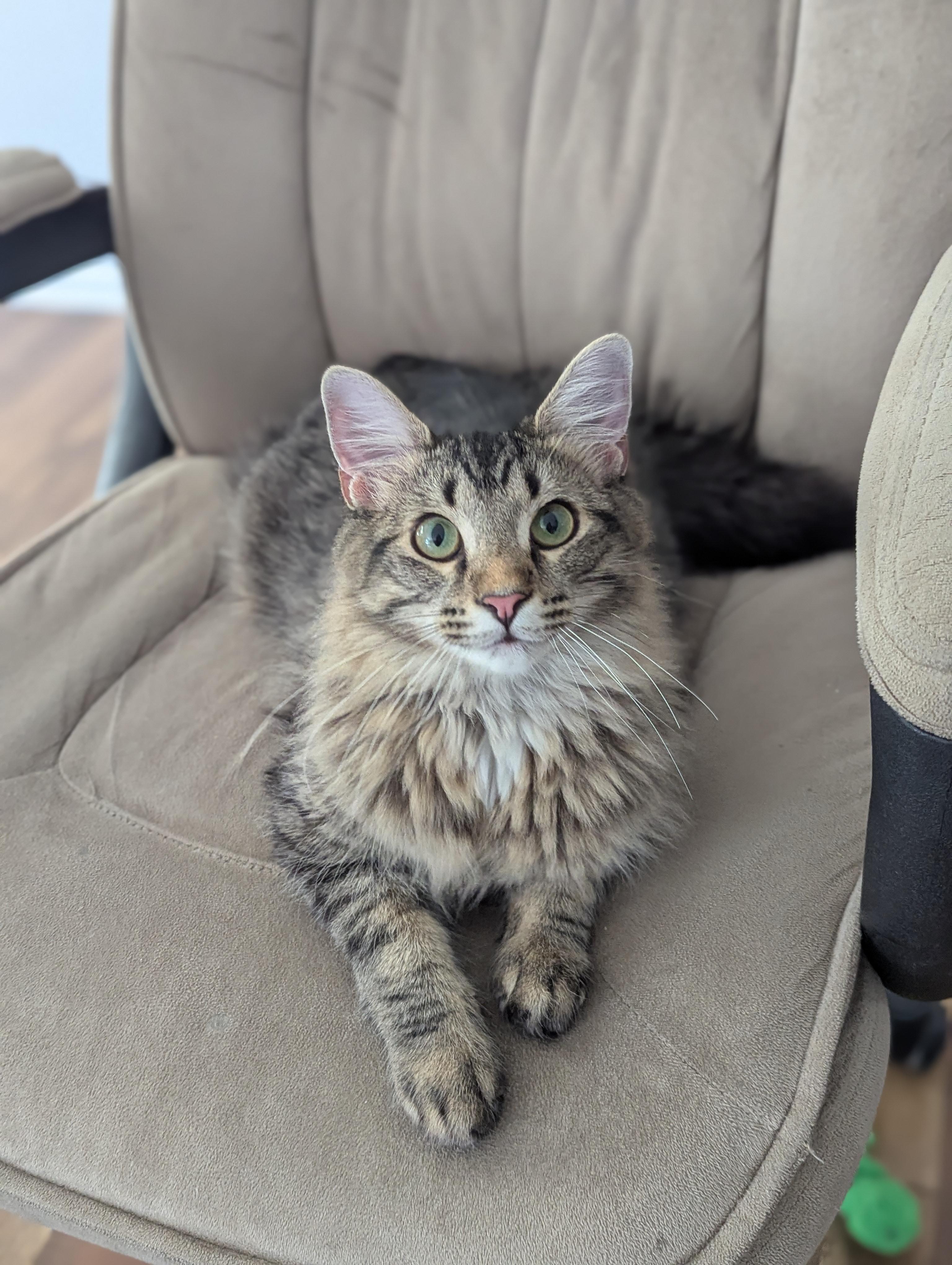 Hansel, adopted, Young Male Domestic Long Hair.