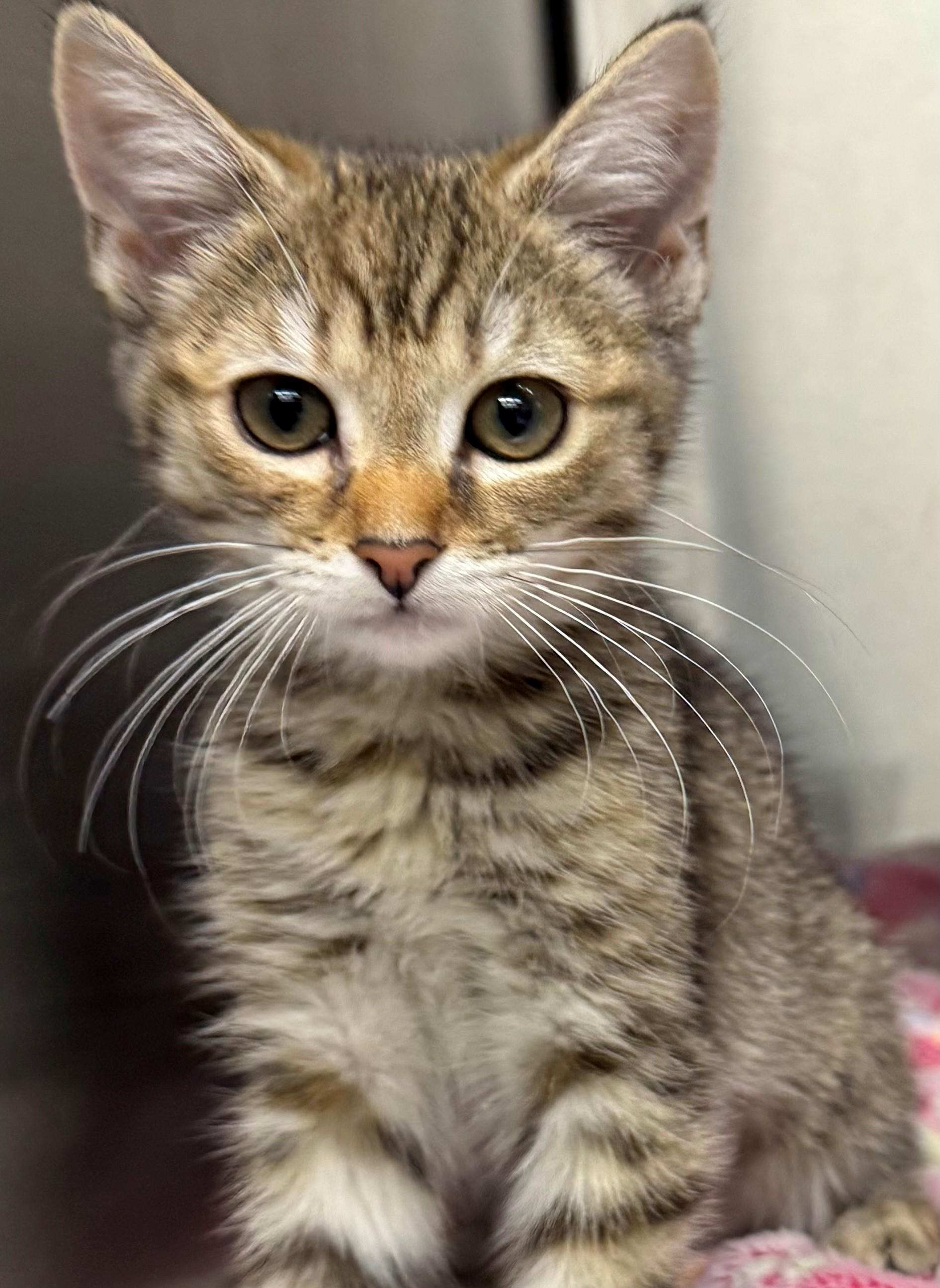 Frances, adopted, Kitten Female Domestic Short Hair.