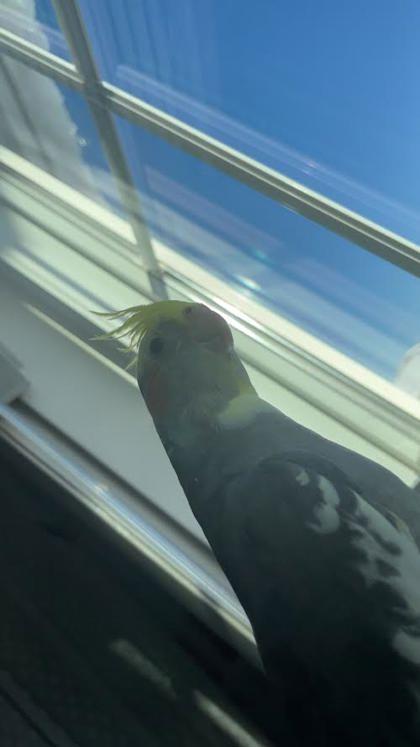 Herman, Adoptable, Adult Male Cockatiel.