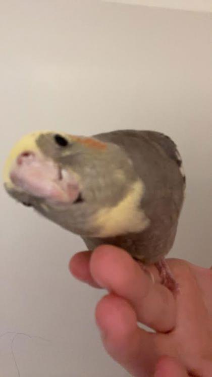 Enlarge Herman, a Adoptable Cockatiel in Gwinn, MI image 2/3