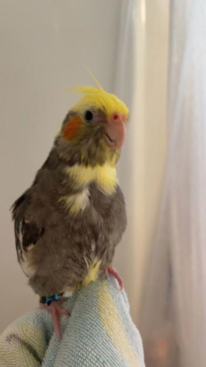 Enlarge Herman, a Adoptable Cockatiel in Gwinn, MI image 3/3