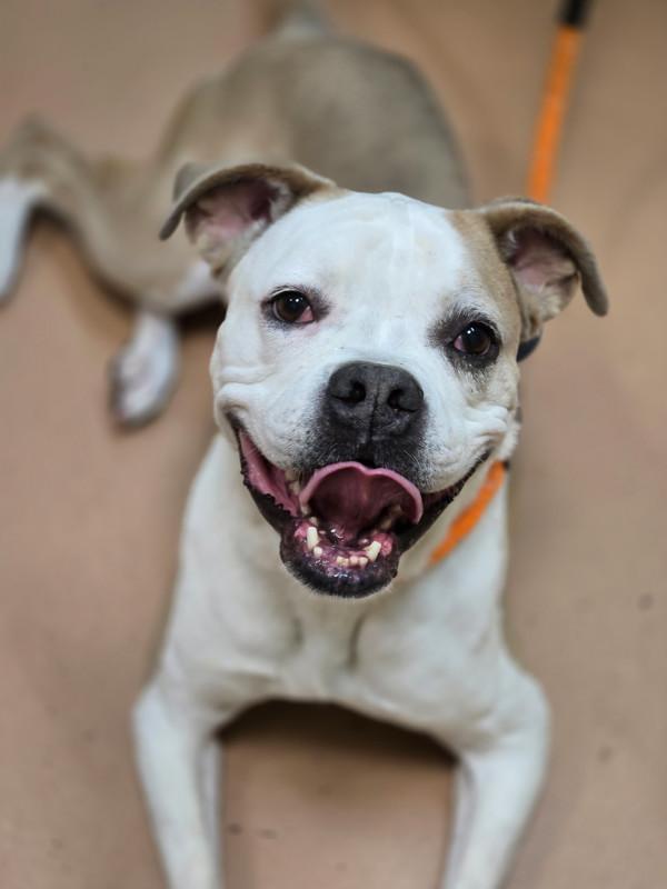 Mya, Adoptable, Adult Female Boxer.