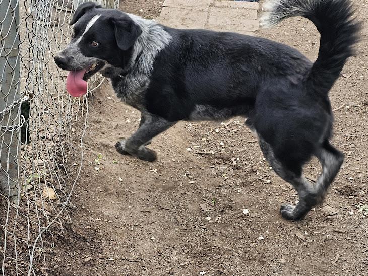 Bluey, ADOPTABLE, Adult Male Australian Cattle Dog / Blue Heeler.
