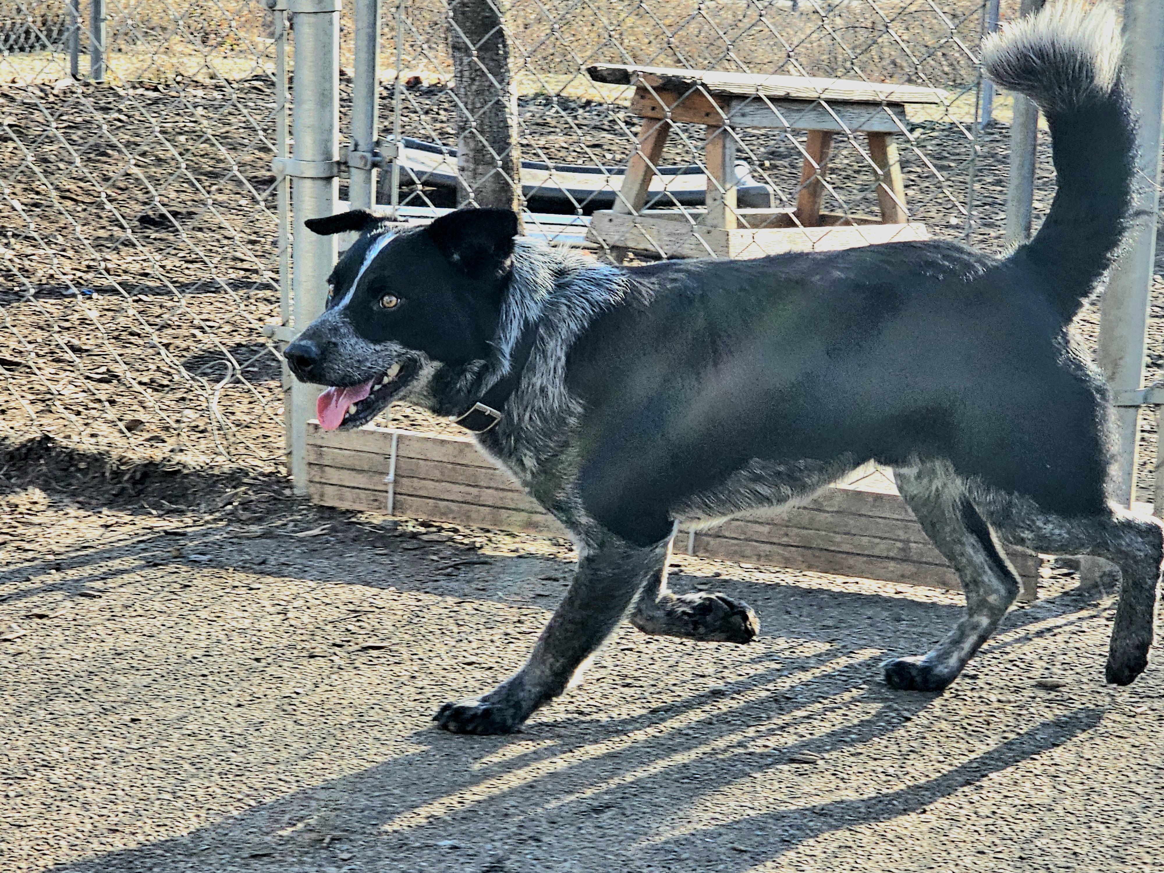 Enlarge Bluey, a ADOPTABLE Australian Cattle Dog / Blue Heeler in Ringwood, NJ image 5/6