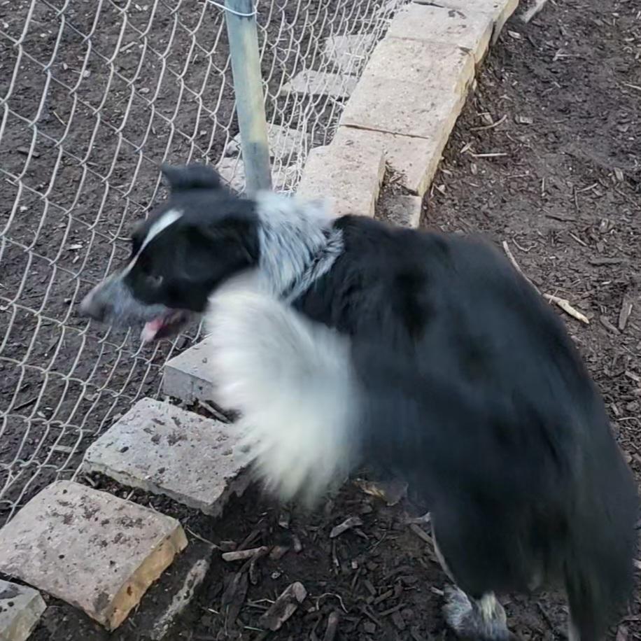 Enlarge Bluey, a ADOPTABLE Australian Cattle Dog / Blue Heeler in Ringwood, NJ image 6/6