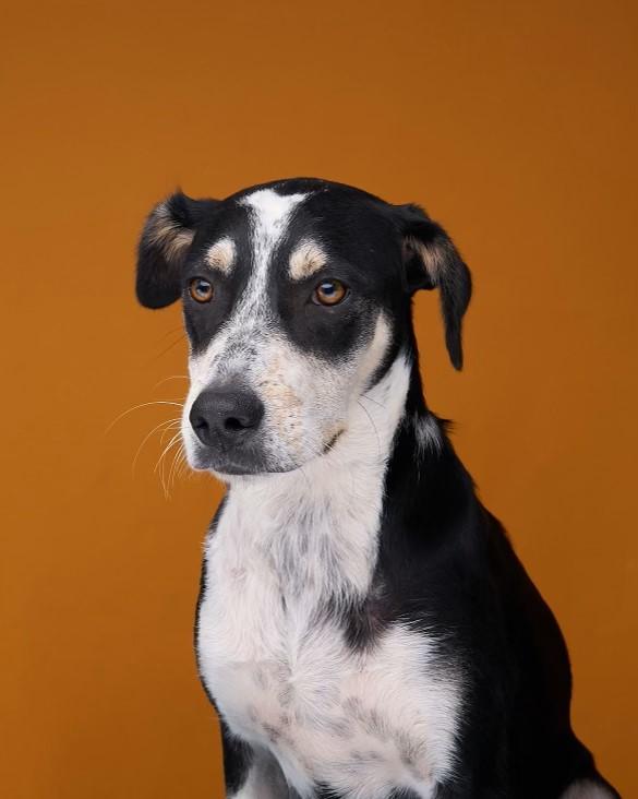 Jet, Adoptable, Young Male Mixed Breed & Mixed Breed.
