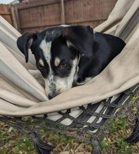 Jet, Adoptable, Young Male Mixed Breed & Mixed Breed.