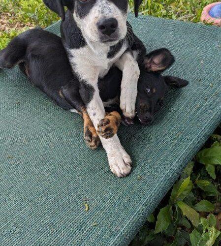 Jet, a Adoptable mixed breed in Sullivan City, TX image 3/3