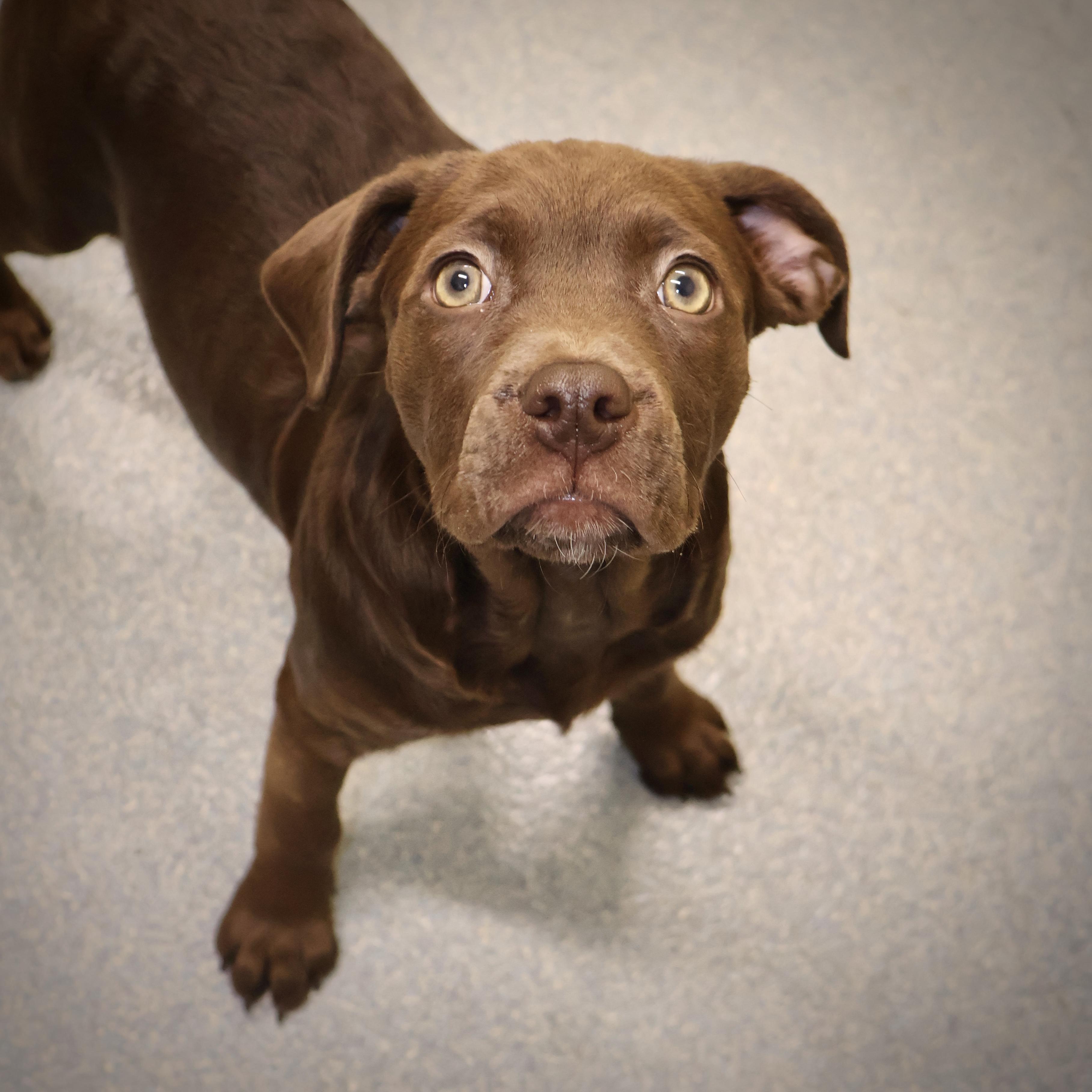 A Tootsie **available at offsite adoption event on Sunday, 11/23 * please read bio for info *