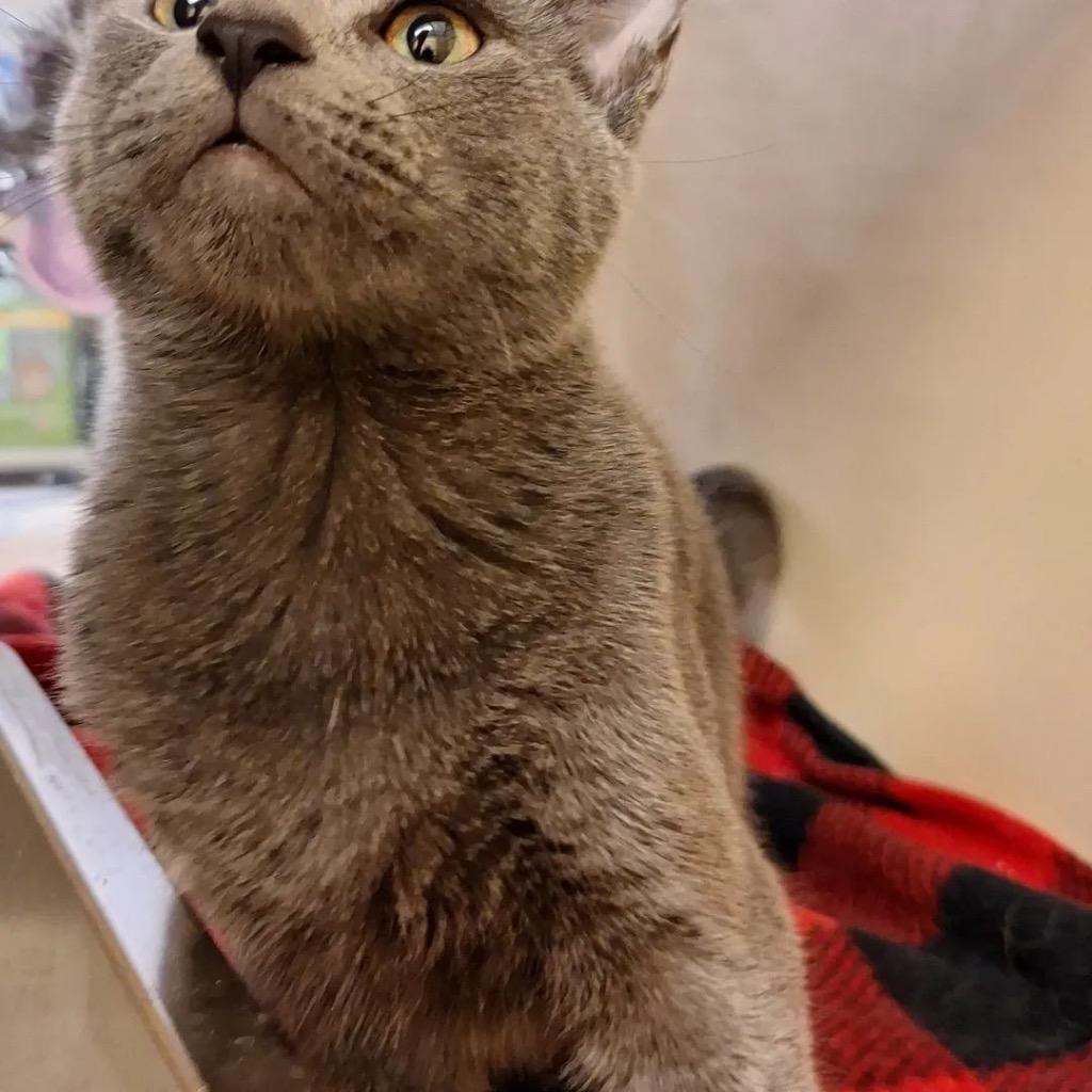 Bennyta, Adopted, Young Female Domestic Short Hair.