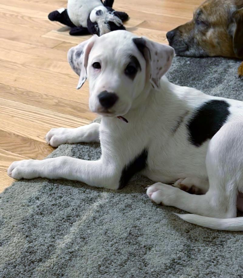 Cleo, an adopted mixed breed in Bancroft, ON image 1/3