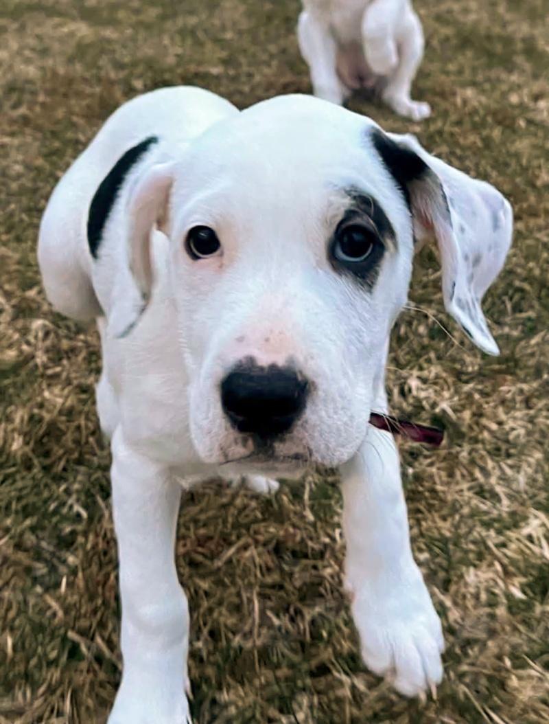 Cleo, an adopted mixed breed in Bancroft, ON image 2/3