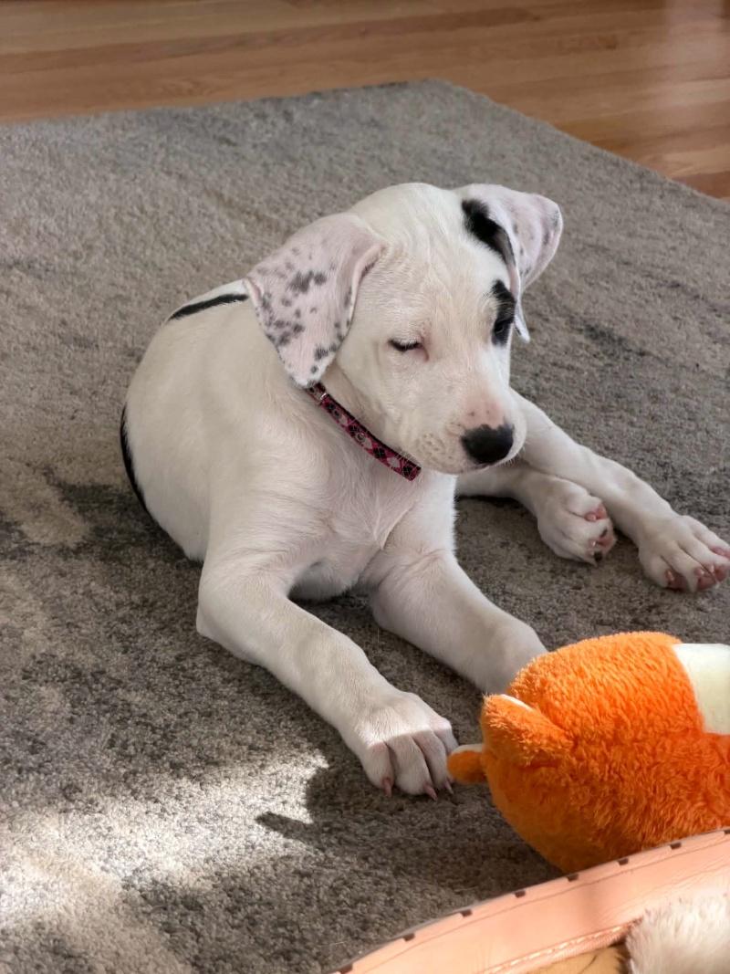 Cleo, an adopted mixed breed in Bancroft, ON image 3/3