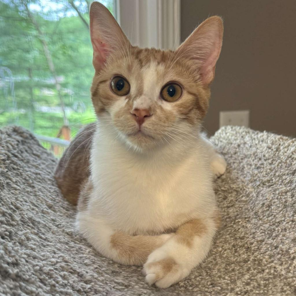 Enlarge Tawny, a Adoptable Domestic Short Hair in Stoughton, WI image 1/1