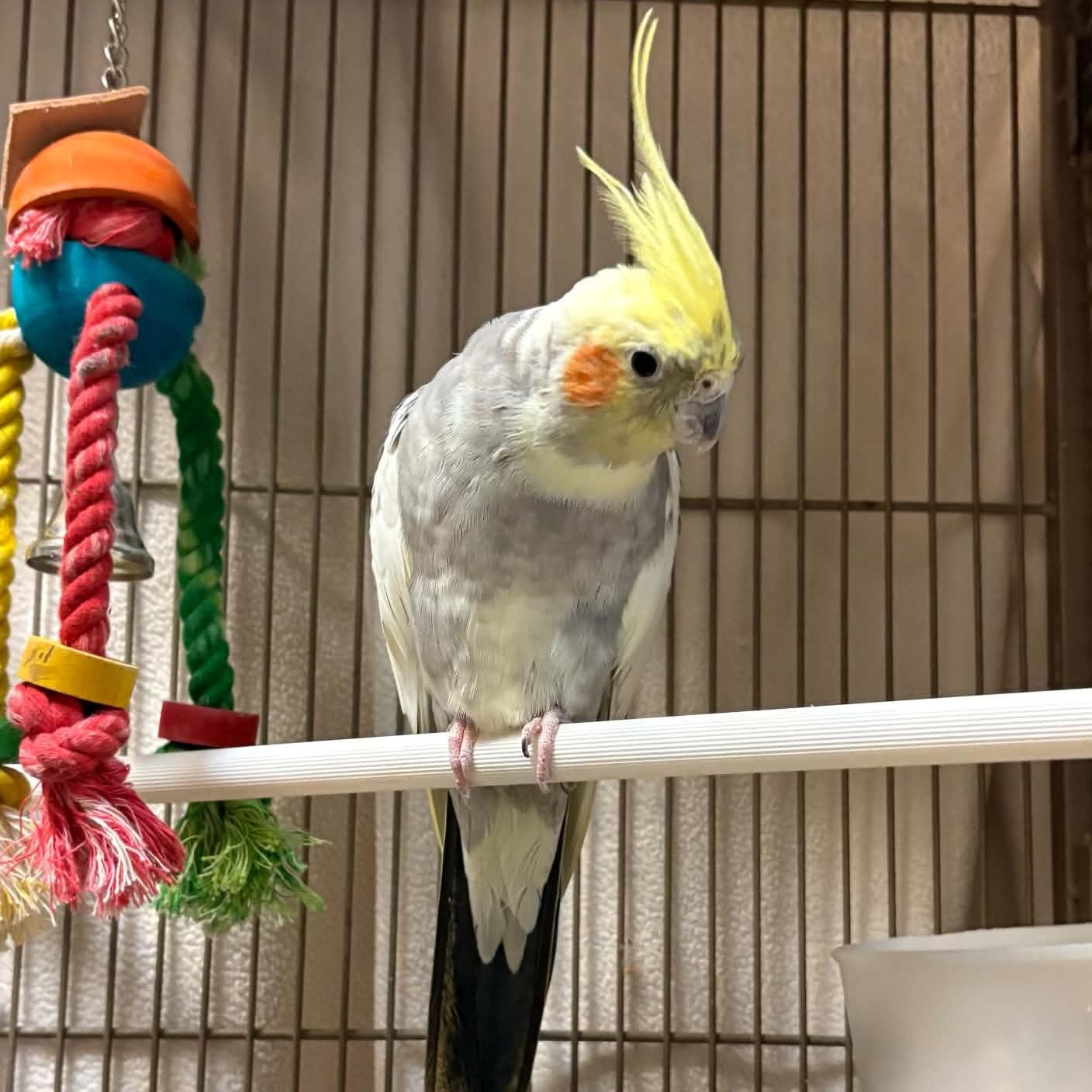 Enlarge September, a Adoptable Parakeet (Other) in Waterloo, IA image 3/5