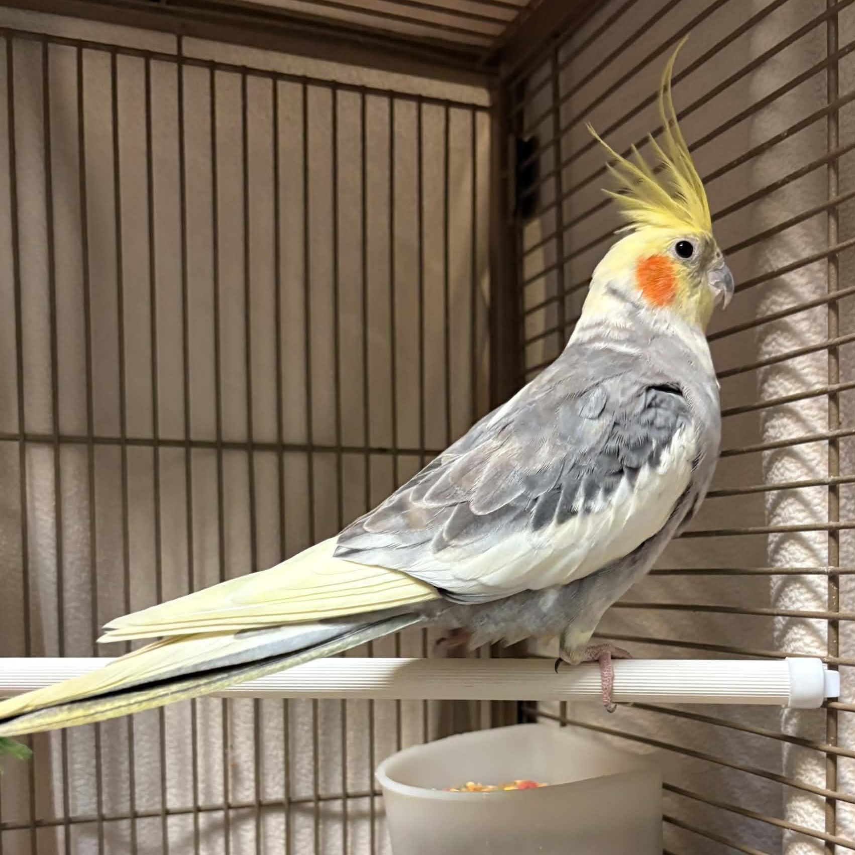 September, Adoptable, Adult Unknown Parakeet (Other).