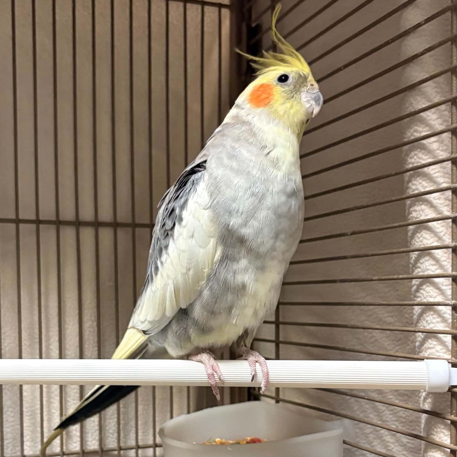 Enlarge September, a Adoptable Parakeet (Other) in Waterloo, IA image 5/5