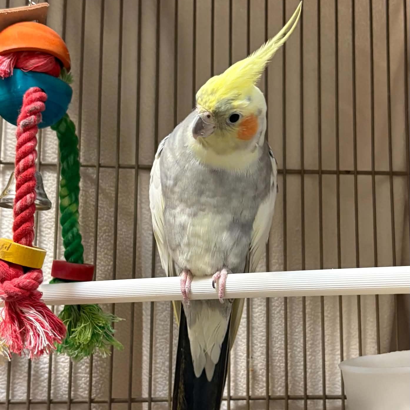 Enlarge September, a Adoptable Parakeet (Other) in Waterloo, IA image 2/5