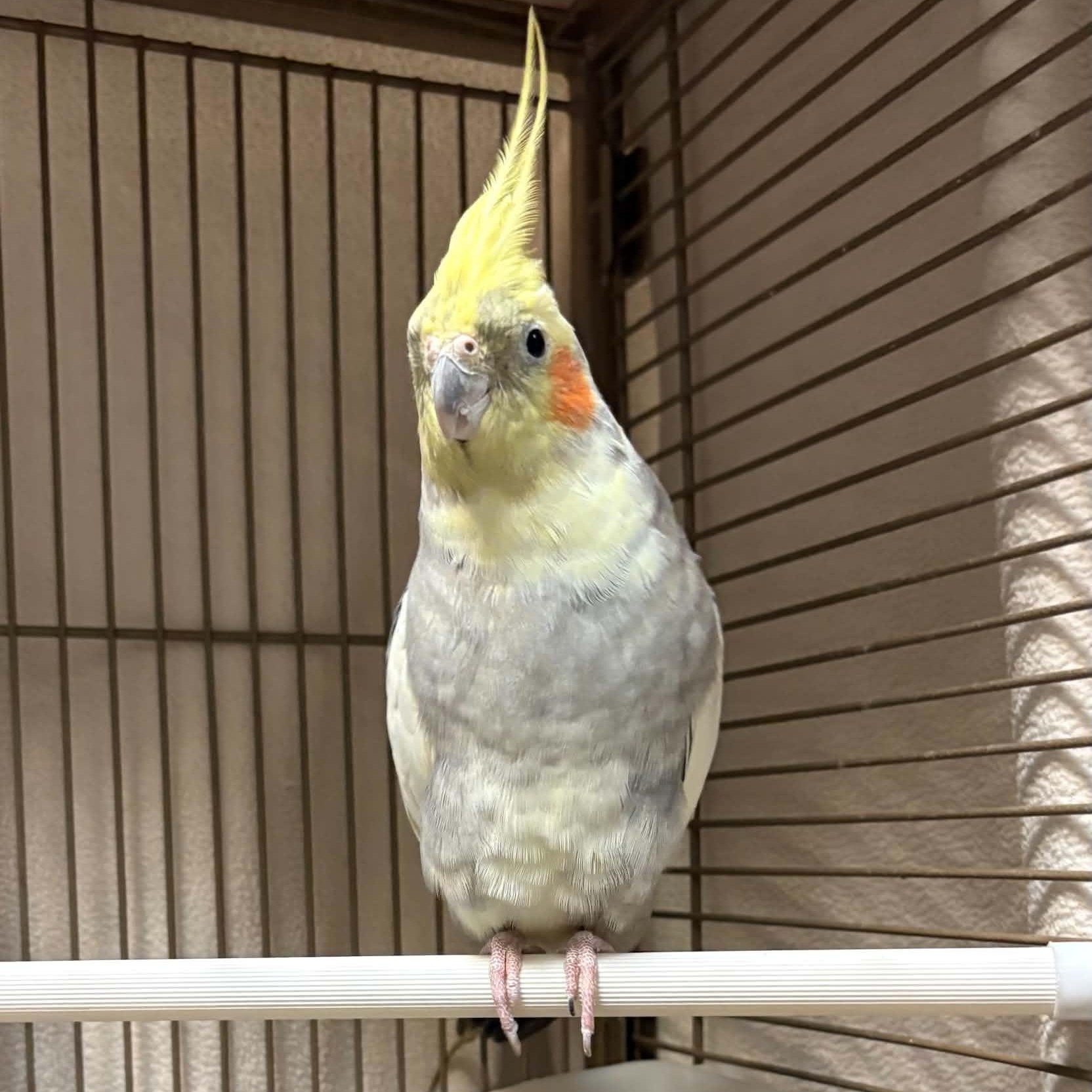 Enlarge September, a Adoptable Parakeet (Other) in Waterloo, IA image 4/5