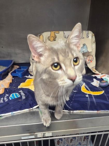 Skittles, Adoptable, Adult Male Domestic Short Hair & Domestic Short Hair.