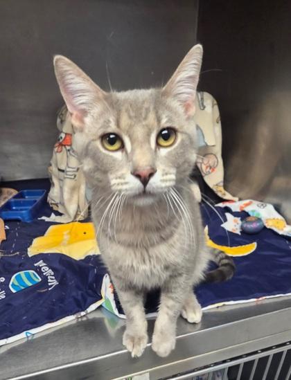 Skittles, a Adoptable Domestic Short Hair in Shawano, WI image 2/2