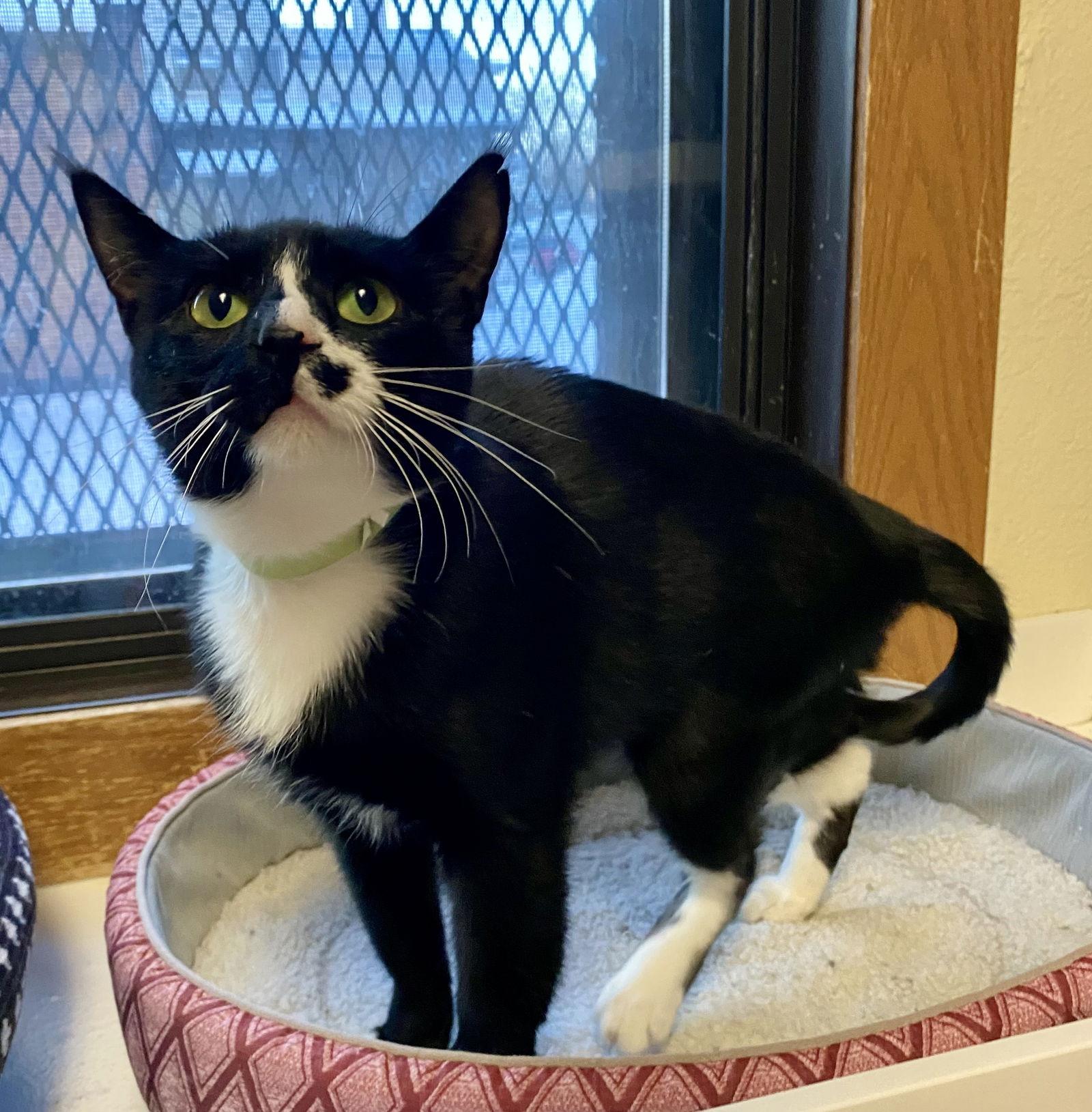 Dime, Adoptable, Adult Female Domestic Short Hair.