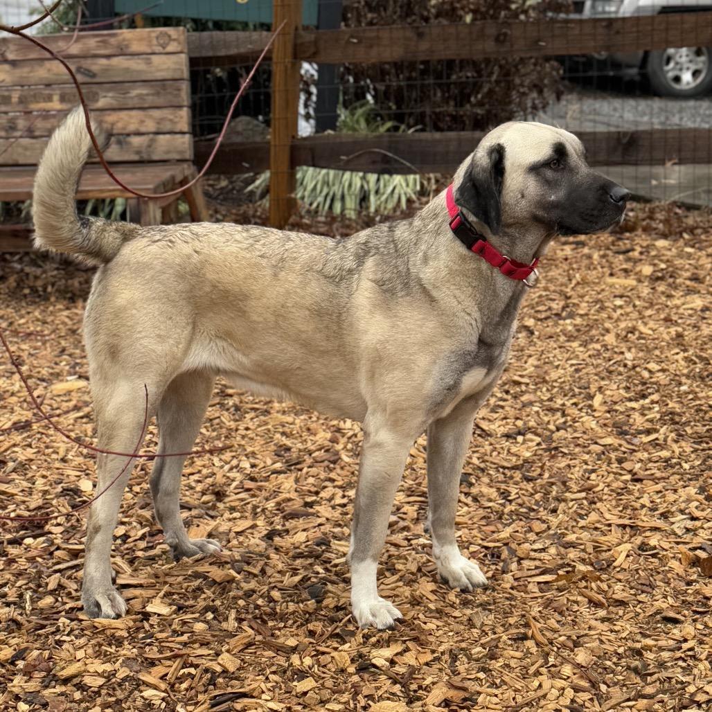 Enlarge Peach, an adoptable Anatolian Shepherd in Chester Springs, PA image 3/3