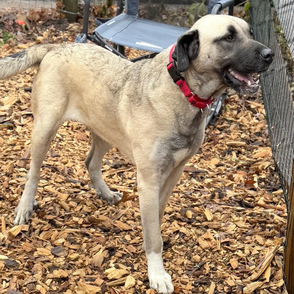 Enlarge Peach, an adoptable Anatolian Shepherd in Chester Springs, PA image 2/3