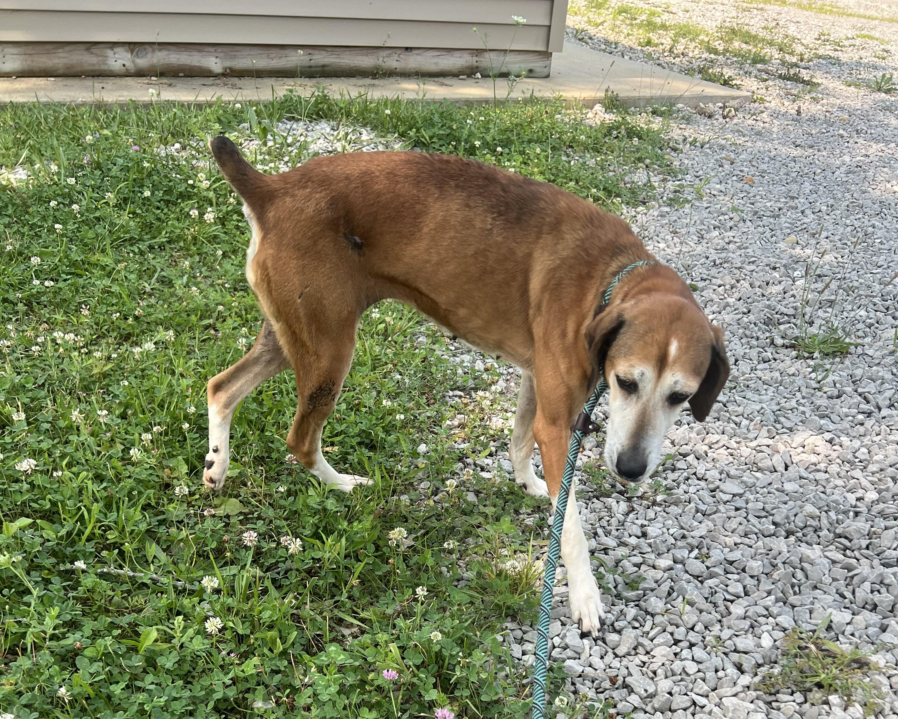 Jodi, ADOPTABLE, Adult Female Mixed Breed.