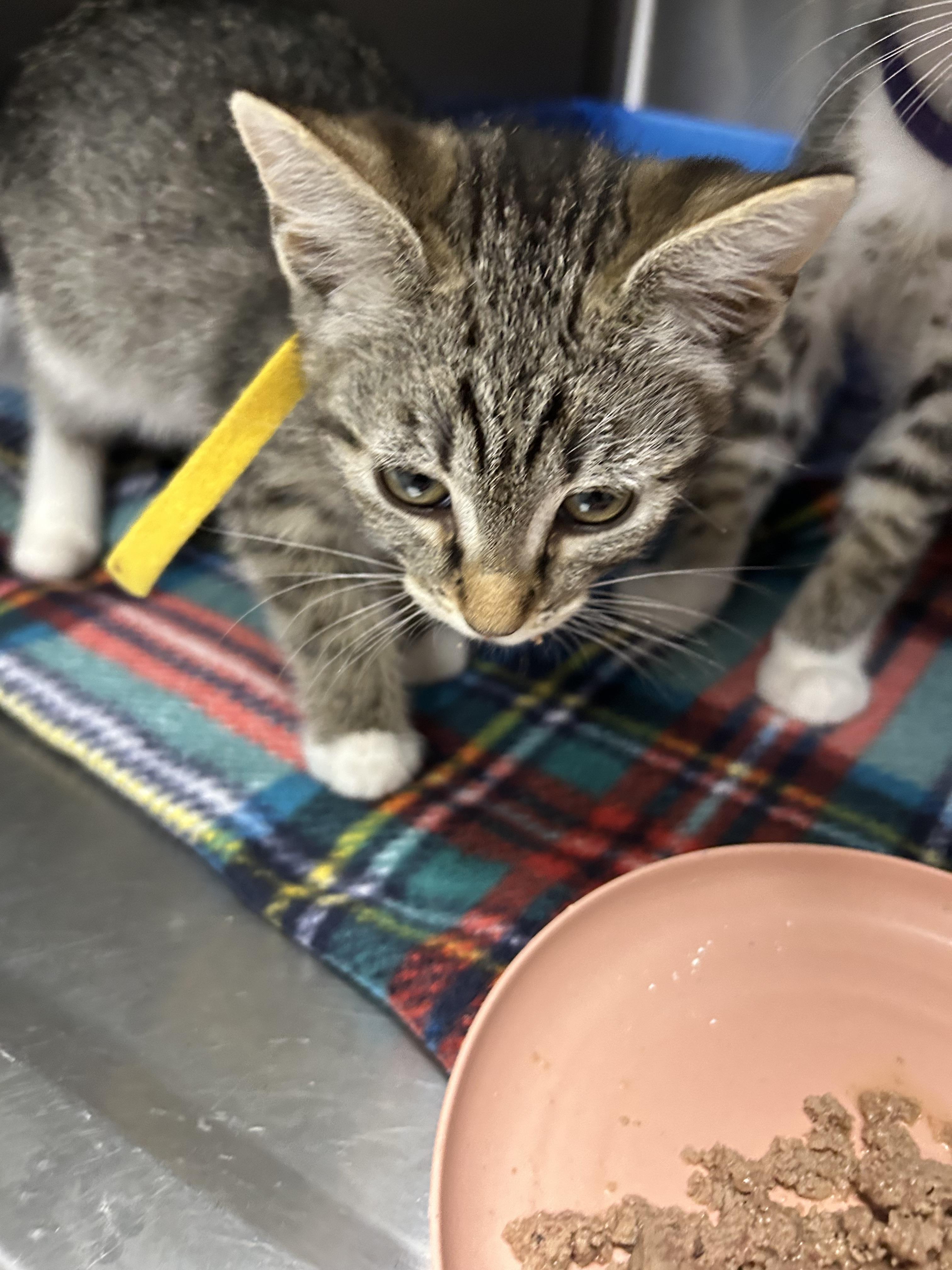 Leia, Adoptable, Kitten Female Domestic Short Hair.