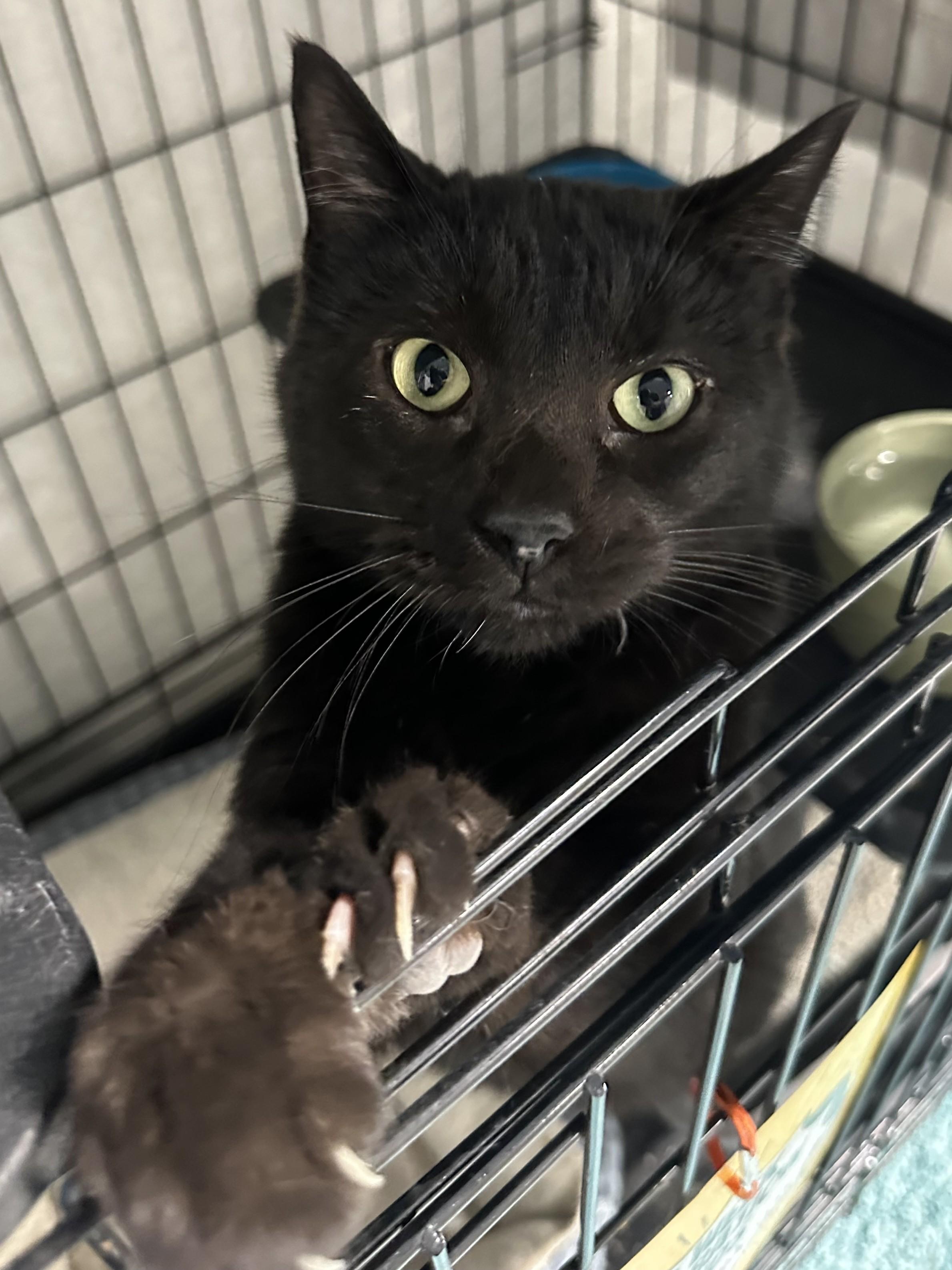 Mr. Mistoffelees, Adoptable, Adult Male Domestic Short Hair.
