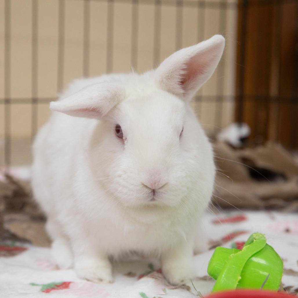 Enlarge Brick Tamland, a Adoptable Florida White in Richmond, CA image 2/6