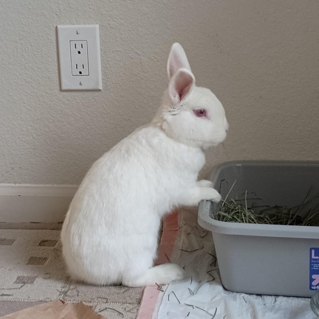 Enlarge Brick Tamland, a Adoptable Florida White in Richmond, CA image 3/6