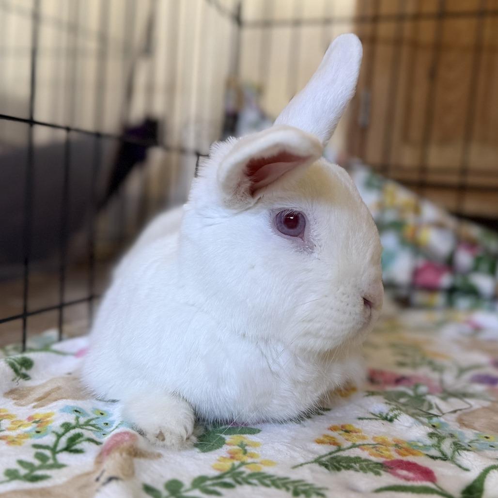 Enlarge Brick Tamland, a Adoptable Florida White in Richmond, CA image 3/6
