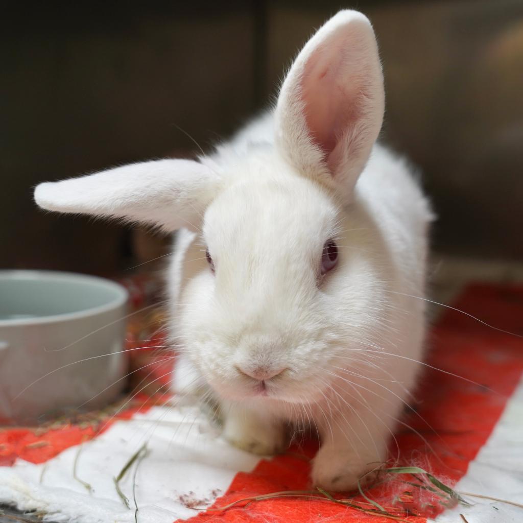 Enlarge Brick Tamland, a Adoptable Florida White in Richmond, CA image 4/6
