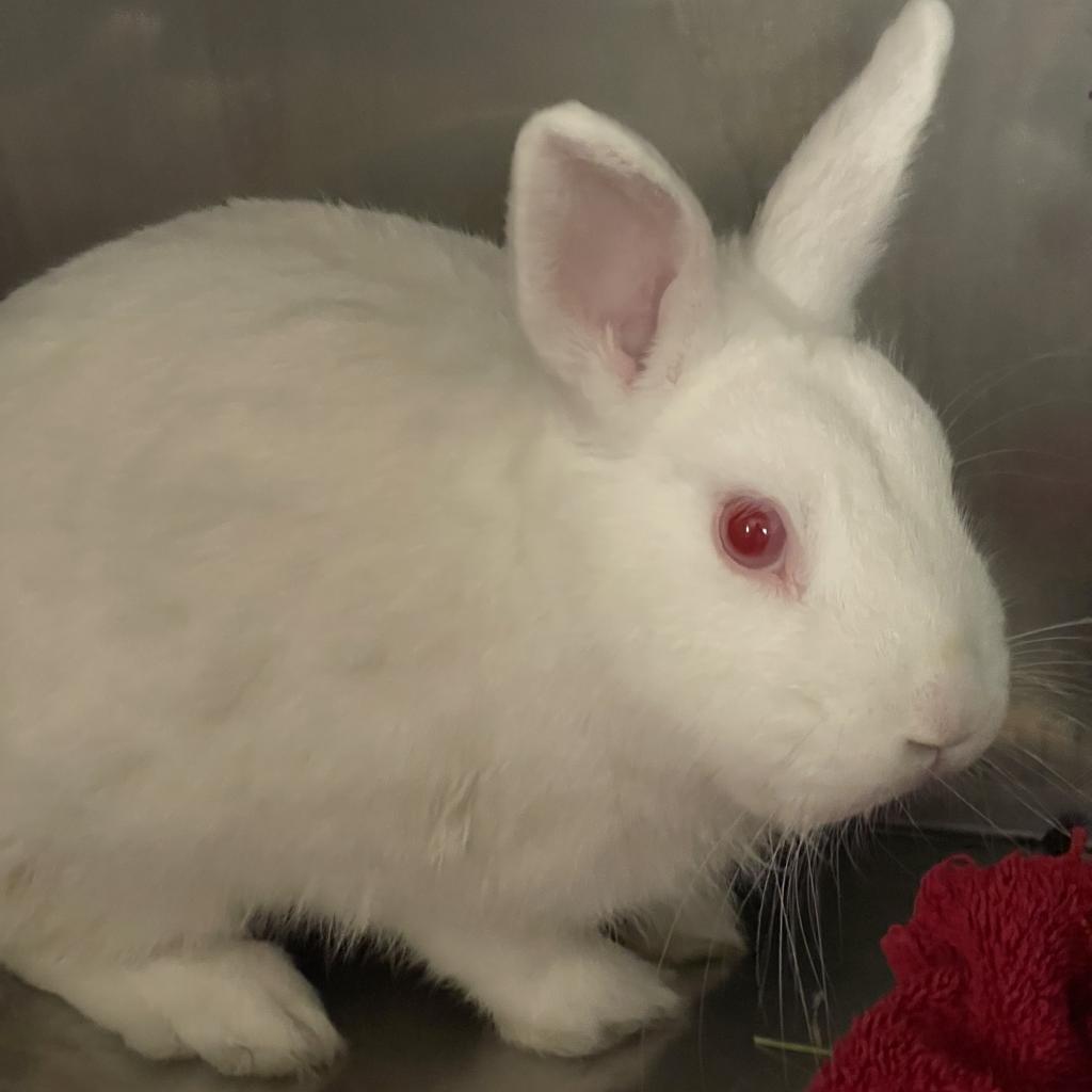 Enlarge Brick Tamland, a Adoptable Florida White in Richmond, CA image 5/6