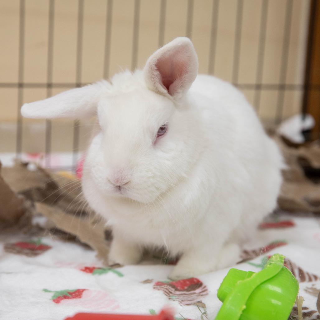 Enlarge Brick Tamland, a Adoptable Florida White in Richmond, CA image 6/6