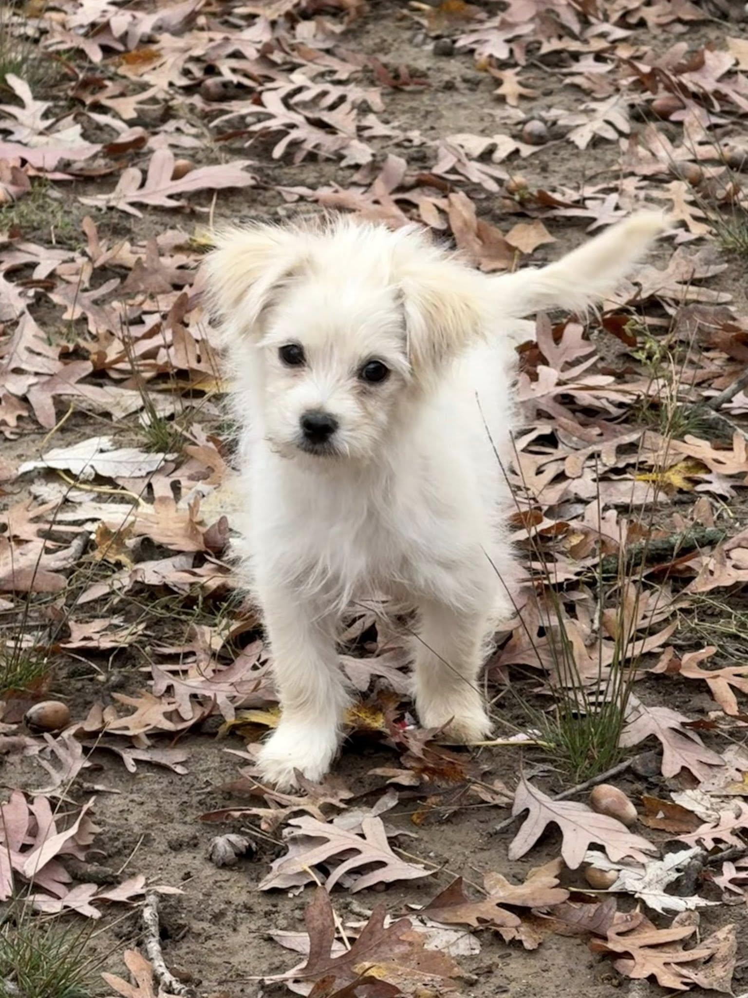 Enlarge Wolf of Wall Street, an adopted Mixed Breed in Millersville, MD image 1/2